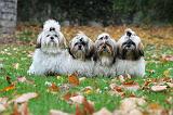 SHIH TZU 136